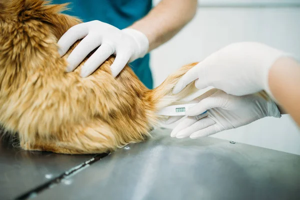 Veteriner Doktor Hastanede Çalışan Veteriner Kliniği Kedi Sıcaklığı Ölçme — Stok fotoğraf