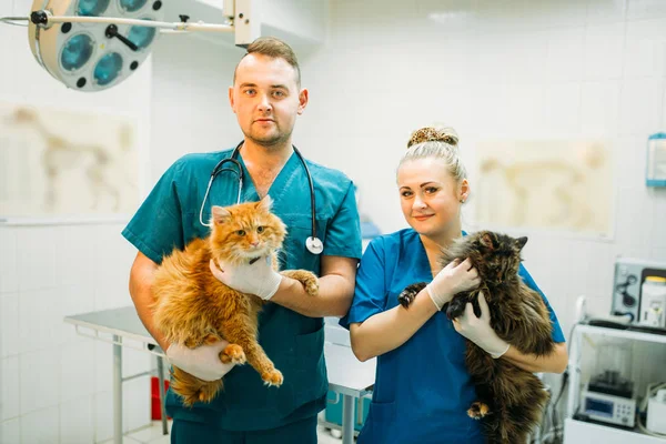 Veterinários Profissionais Posando Com Gatos Bonitos Clínica Veterinária — Fotografia de Stock