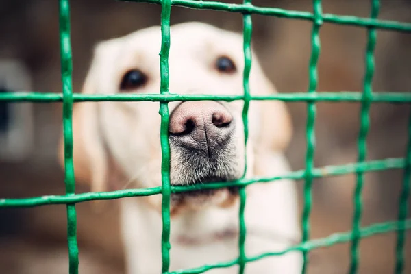 Schattige Witte Hond Achter Bars Veterinaire Kliniek Ziekenhuis Van Dierenarts — Stockfoto