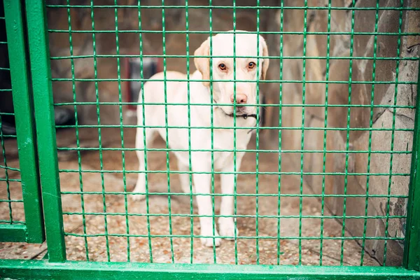 Cute White Dog Bars Veterinary Clinic Vet Hospital — Stock Photo, Image
