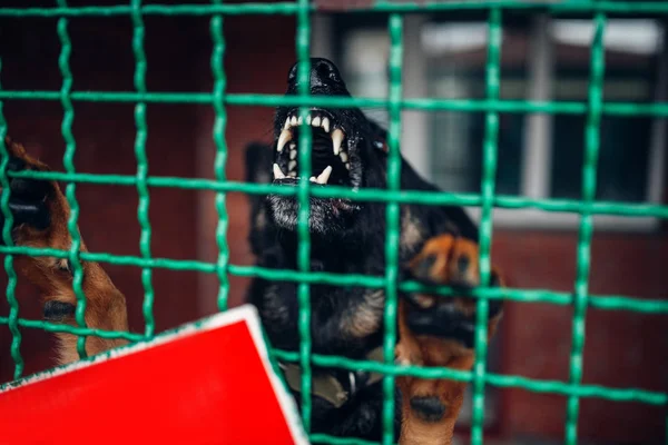 Cão Latindo Atrás Das Grades Clínica Veterinária Hospital Veterinário — Fotografia de Stock