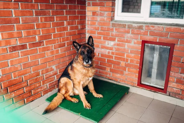 Hund Att Undersöka Veterinärklinik Professionell Behandling Tamdjur — Stockfoto