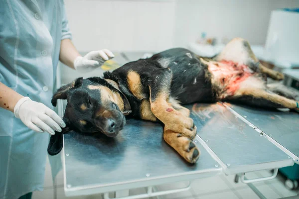 Hond Veterinaire Kliniek Tijdens Chirurgie — Stockfoto