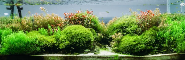 Akvárium Moszatok Elemek Növények Fishbowl Közelkép Kisállat Bolt — Stock Fotó