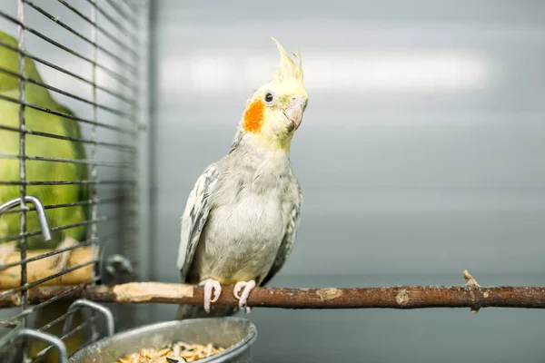 parrot sitting on stick in pet shop