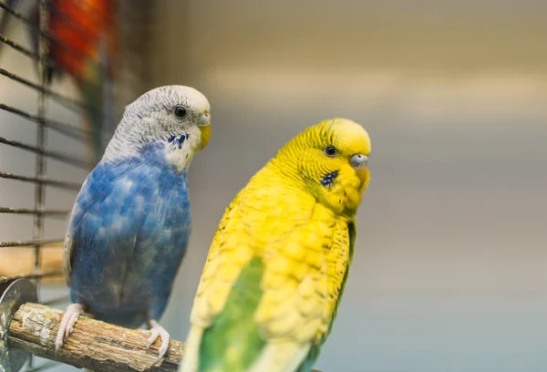 Due Pappagalli Seduti Bastone Negozio Animali Domestici Primo Piano — Foto Stock