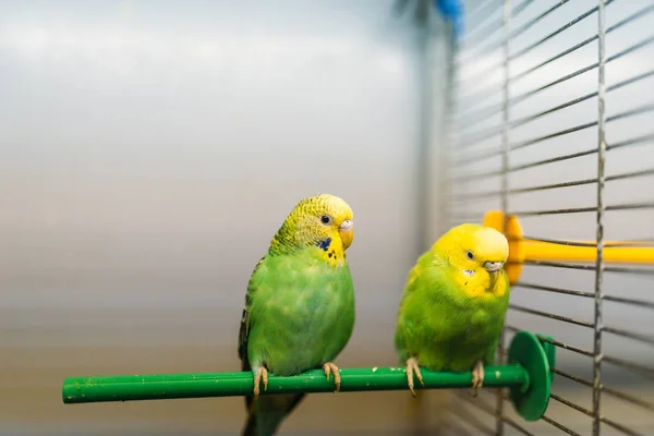 两只鹦鹉坐在宠物店的棍子上 — 图库照片