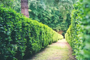 Kırpılmış çalıların arasında, Avrupa 'daki yaz parkında. Profesyonel bahçıvanlık, Avrupa yeşili manzara, bahçe bitkileri dekorasyonu.