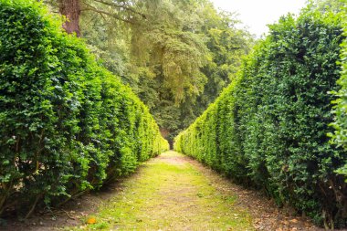 Kırpılmış çalıların arasında, Avrupa 'daki yaz parkında. Profesyonel bahçıvanlık, Avrupa yeşili manzara, bahçe bitkileri dekorasyonu.