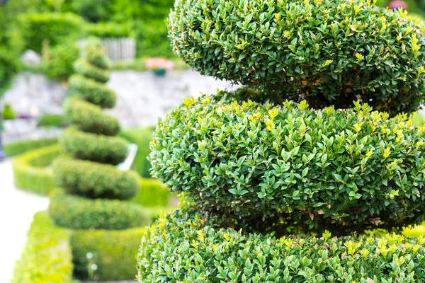 Figure Shape Abstract Swirl Bushes Summer Park Europe Professional Gardening — Stock Photo, Image