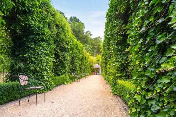 Padok Között Nyírt Bokrok Nyári Park Európában Szakmai Kertészkedés Európai — Stock Fotó
