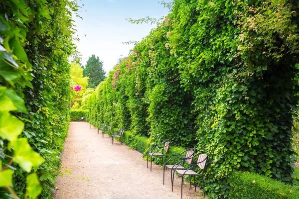 Ławki Między Ściętymi Krzakami Letni Park Europie Profesjonalne Ogrodnictwo Europejski — Zdjęcie stockowe