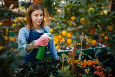 Eldiven ve önlük giymiş kadın bahçıvan, ev çiçekleri satıyor, bahçe işleri için alışveriş yapıyor. Çiçekçi dükkanında çiçek satan bir kadın.