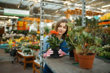 Eldiven ve önlüklü kadın bahçıvan, ev çiçekleri satışı, bahçe bakımı. Çiçekçi dükkanında çiçek satan bir kadın.
