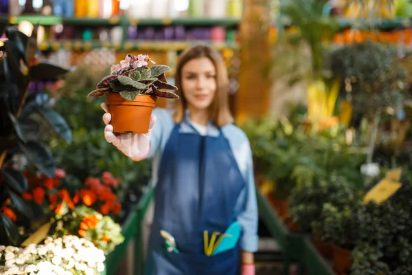 Female Gardener Flower Garden Spray Shop Gardening Woman Sells Plants — Stock Photo, Image