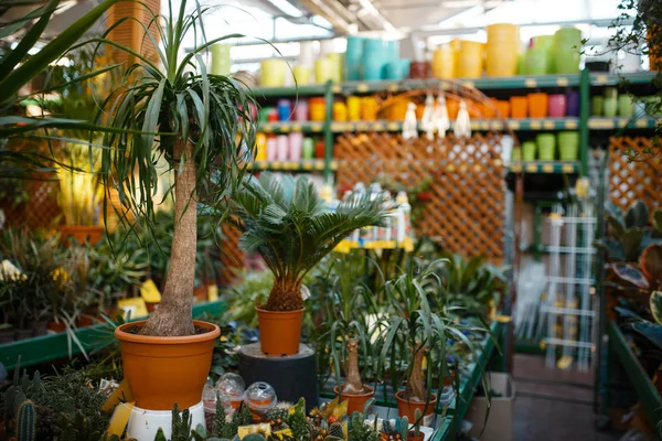 棚の上のポットやツールの花 誰もいません 花屋の楽器の選択のための店の機器のバリエーション — ストック写真