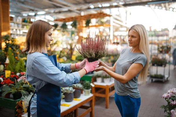 Female Seller Shows Plants Pot Woman Shop Gardening Saleswoman Apron — Stock Photo, Image
