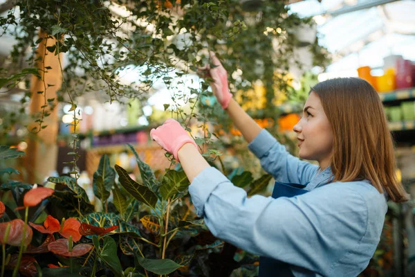 Female Seller Spraying Plants Shop Gardening Woman Apron Sells Flowers — Stock Photo, Image