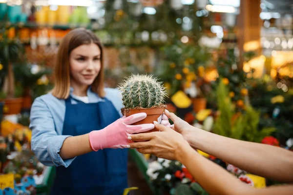 Female seller shows plants in a pot to woman in shop for gardening. Saleswoman in apron sells flowers in florist store — Stock Image Female Seller Shows Plants Pot Woman Shop Gardening Saleswoman Apron Stock Picture