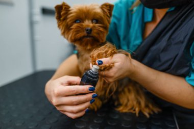 Kadın tımarcı, sevimli köpeğin pençelerini parlatıyor, kuaför salonu. Saç kesimi prosedüründe küçük evcil hayvanı olan bir kadın, evcil bir hayvan.