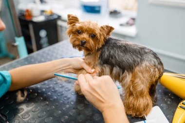 Kadın kuaför, yıkama işleminden sonra şirin küçük bir köpeğin tüylerini tarar, kuaför salonu. Küçük evcil hayvanları olan bir kadın saç kesimine hazırlanıyor, evcil hayvanlara bakıyor.