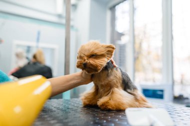 Female groomer with hairdryer dry hair of funny dog after washing procedure, grooming salon. Woman with small pet prepares for haircut, groomed domestic animal clipart