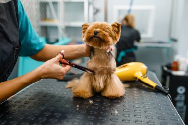 Makasla kadın kuaför, yıkama işleminden sonra şirin köpek kılı kesiyor, kuaförlük yapıyor. Kadınlar küçük evcil hayvanlara saç stili yapar.