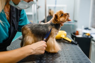Female groomer with scissors cuts hair of cute dog after washing procedure, grooming salon. Woman makes hairstyle to small pet, groomed domestic animal clipart
