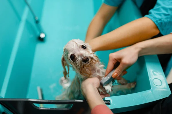 Mulher Groomer Lava Cão Bonito Banho Especial Limpeza Patas Salão — Fotografia de Stock