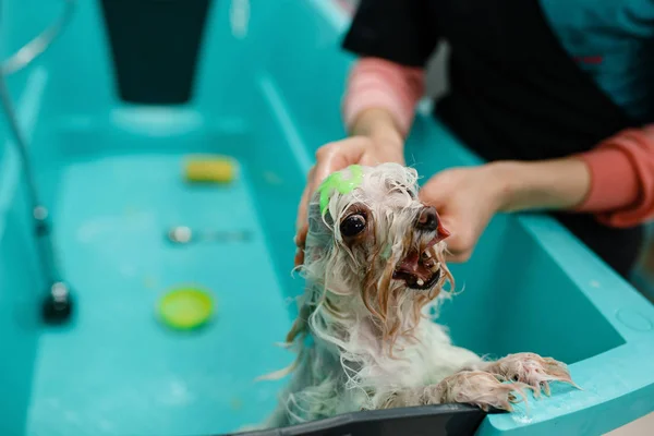 Femme Toiletteuse Lave Chien Mignon Dans Bain Spécial Salon Toilettage — Photo