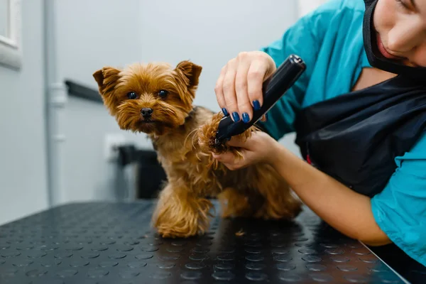 Ženský Čeledín Lešticím Strojem Pracuje Roztomilým Psem Kadeřnický Salon Žena — Stock fotografie