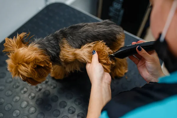 Θηλυκό Κομμωτή Μηχανή Στίλβωσης Λειτουργεί Χαριτωμένο Σκυλί Περιποίηση Σαλόνι Γυναίκα — Φωτογραφία Αρχείου