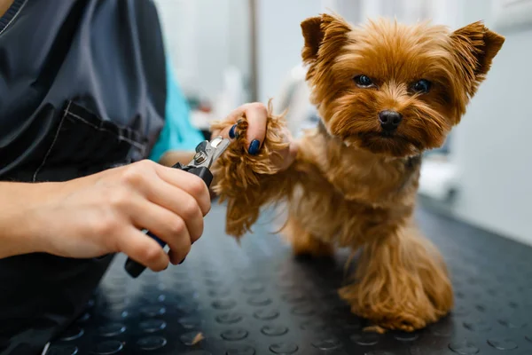 クリップ付きの女性グルーマーは かわいい犬 グルーミングサロンの爪をカットします ヘアカットの手順で小さなペットを持つ女性 手入れされた家畜 — ストック写真