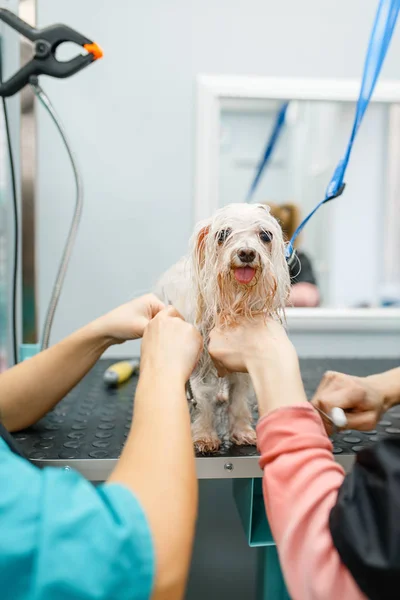Θηλυκό Κομμωτή Πλένει Χαριτωμένο Σκυλί Ειδικό Μπάνιο Πόδια Καθαρισμού Περιποίηση — Φωτογραφία Αρχείου