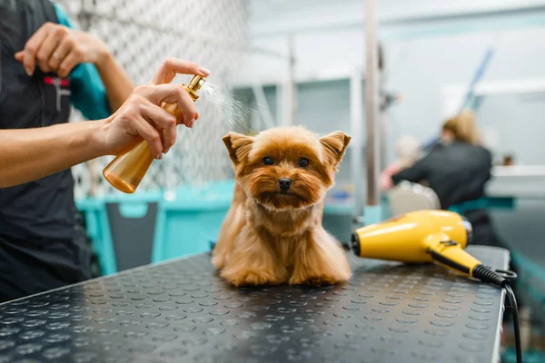 女性美容师在洗完后给一只可爱的狗喷上香水 美容美发沙龙 女人给小宠物做发型 给家养动物梳妆打扮 — 图库照片