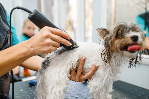 Ženský Čeledín Střihačem Vlasů Upravující Malého Psa Salonu Žena Dělá — Stock fotografie