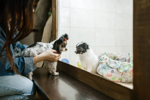 Little Girl Shows Puppy Her Dog Future Friends Pet Store — Stock Photo, Image