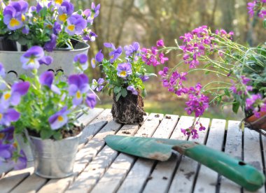 çiçek bitki Bahçe için 