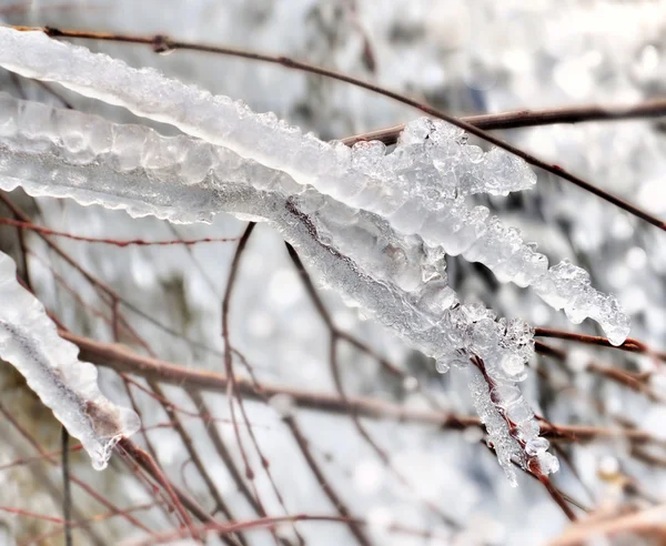 Ice on twig — Stock Photo, Image