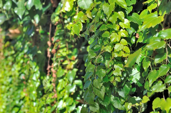 Groen ivy gebladerte — Stockfoto
