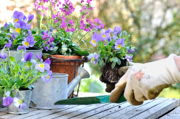 Blumen im Garten pflanzen — Stockfoto