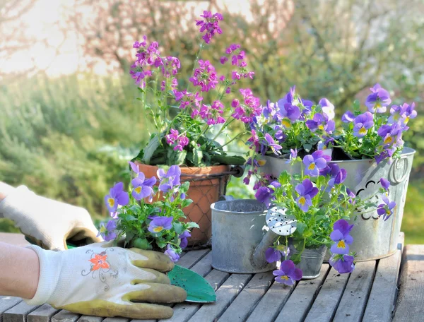 planting flower in garden