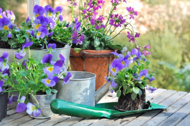 Çiçek bahçesinde bitki