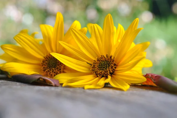 Güzel sarı çiçekler — Stok fotoğraf