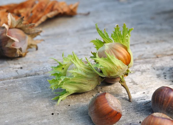 Vicino a nocciole fresche — Foto Stock