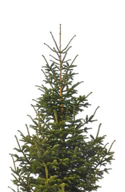 beyaz zemin üzerine köknar 