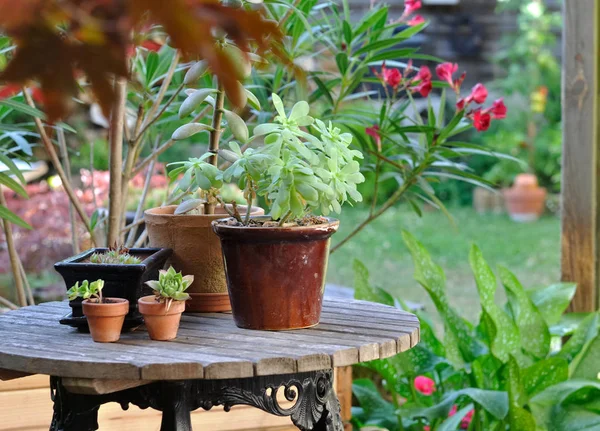 Plantas suculentas em vaso — Fotografia de Stock