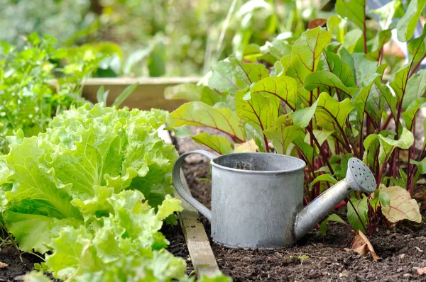 Little watering can — Stock Photo, Image