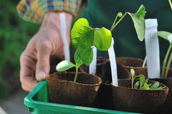 Seedlings in pots — Stock Photo, Image