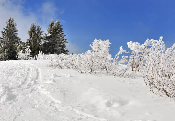 雪の覆われた植生 — ストック写真